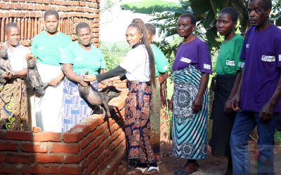 CCDO Empowers Thyolo Women to Fight Poverty and GBV Through Livestock Support